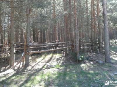 Pinares Navafría - Montes Carpetanos rimas becquer costa de la muerte parque nacional ordesa viajes 